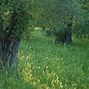 Olive grove (Olea europaea) Vieste, Gargano National Park, Gargano Peninsula, Apulia