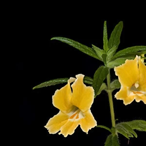 Orange bush monkeyflower (Mimulus aurantiacus). Native to California and Oregon, USA