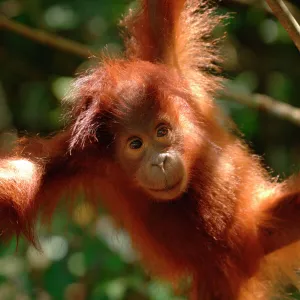 Orangutan {Pongo pygmaeus} baby swinging in the trees, Rehabilitation sanctuary