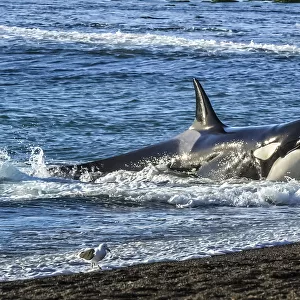 Orca (Orcinus orca) with South American sealion (Otaria flavescens) in mouth, beaching