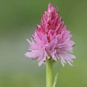 Orchid (Nigritella cornelliana) Mercantour National Park, Provence, France, June