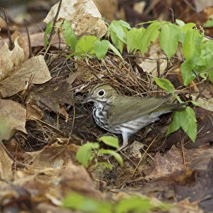 Ovenbird (Seiurus aurocapillus) bringing nest material to its nest on the forest floor