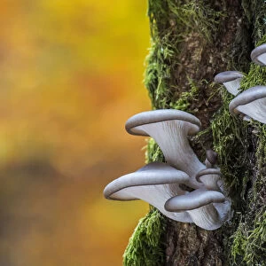 Oyster mushroom / Oyster bracket fungus (Pleurotus ostreatus) growing on tree trunk