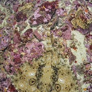 Pacific starry skate (Beringraja stellulata) on sea floor