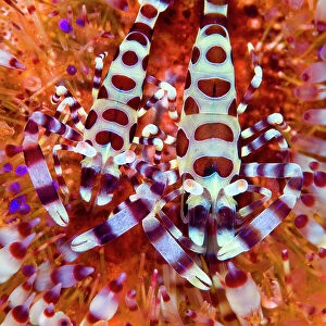 Pair of Coleman shrimps (Periclimenes colemani) make their home in a fire urchin (Asthenosoma varium). The female is larger. Fire urchins are one of the largest and most venomous urchins, their bright colours a warning of their toxicity