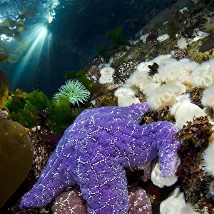 A pair of Purple sea stars (Pisaster ochraceus) climb on anemones in shallow water