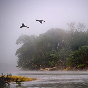A pair of Toco Toucans (Ramphastos toco) flying across the Piquiri River at dawn