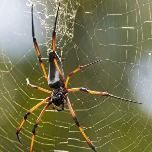 Palm spider (Nephila inaurata) in its web, female, Praslin Island, Republic of Seychelles
