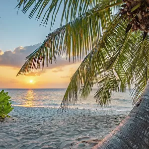 Palm tree on the beach at sunset, Dhigurah island, South Ari Atoll, Maldives, Indian Ocean. February, 2020