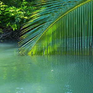 Palm tree branch dipping towards water, Puerto Jimenez, Golfo Dulce, Osa Peninsula