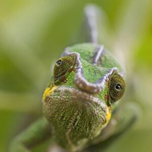 Panther chameleon (Furcifer pardalis) walking along branch, Madagascar