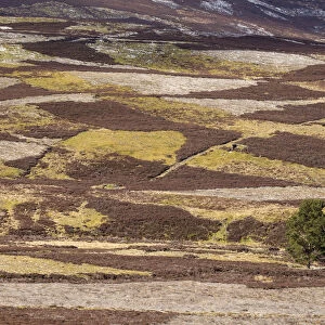 Patchwork of upland heather moorland and isolated pine tree on grouse shooting estate
