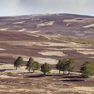Patchwork of upland heather moorland and isolated Scots pine (Pinus sylvestris) trees