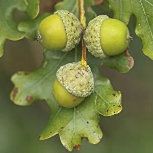 Pedunculate / English Oak (Quercus robur or pedunculata) acorns. UK, September