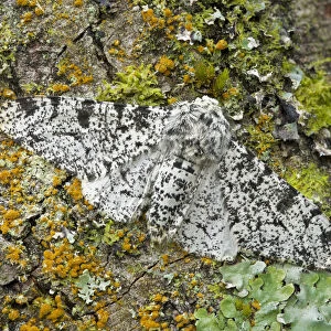 Peppered moth (Biston betularia) camouflaged among lichens, Banbridge, County Down