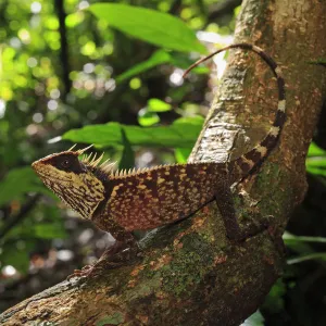 Lizards Collection: Mountain Horned Dragon