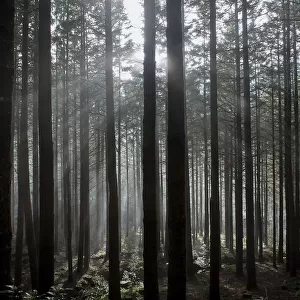 Pine forest with rays of light shining through trees, Montado do Barreiro Natural Park