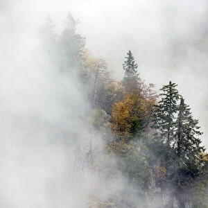 Pine trees in mist, Ballons des Vosges Regional Natural Park, Vosges, France, October 2014