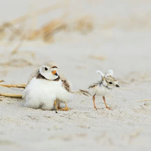 Piping Plover (Charadrius melodus) adult brooding chicks, one chick stretching its