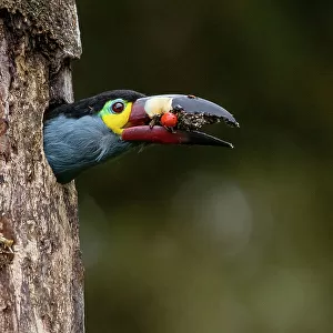 Plate-billed mountain toucan (Andigena laminirostris) peering our from nest hole in tree trunk with food in beak, Mindo, Pichincha, Ecuador
