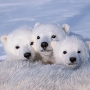 Polar bear cubs (Ursus maritimus) triplets age 2-3 months next to their mother