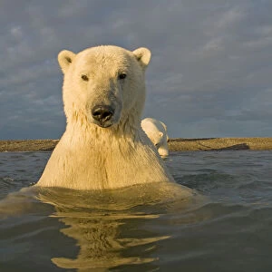 Polar bear (Ursus maritimus) curious young 2-year-old in water off a barrier island