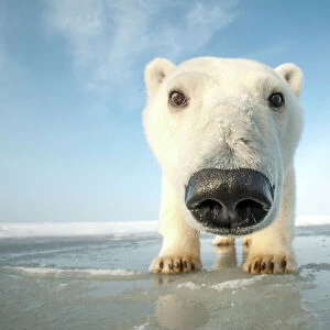 Polar bear (Ursus maritimus) curious young bear approaching camera, over newly forming