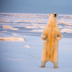 Polar bear (Ursus maritimus) sow standing along snow covered Bernard Spit, off the 1002 Area