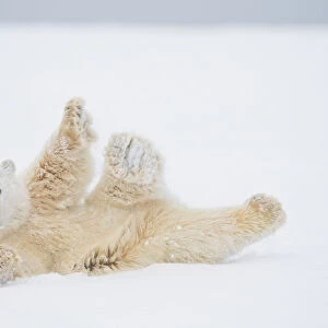 Polar bear (Ursus maritimus) yearling rolling around on newly formed pack ice, Beaufort Sea