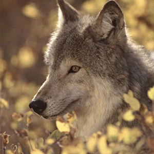 Portrait of grey wolf, USA