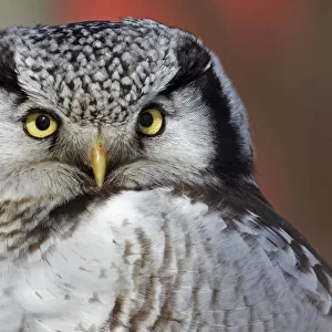 Portrait of a Hawk Owl (Surnia ulula). Uto, Finland, March