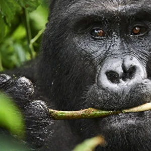 Portrait of male silverback Mountain gorilla (Gorilla beringei beringei) feeding