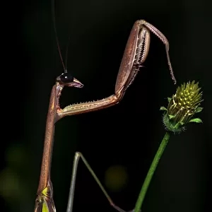 Mantodea Collection: Chinese Mantid
