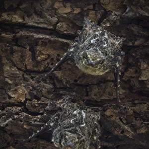 Emballonuridae Collection: Proboscis Bat