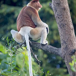 Proboscis monkey (Nasalis larvatus) Riverine forest, Kinabatangan River, Sukau, Sabah, Borneo