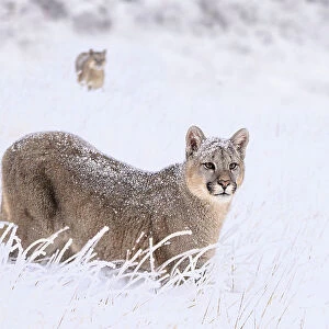 Puma (Puma concolor) cub, aged nine months, walking in deep, fresh snow, Torres del Paine National Park, Patagonia, Chile