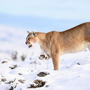Puma (Puma concolor) female, cleaning paw of compacted snow, Torres del Paine National Park / Estancia Laguna Armarga, Patagonia, Chile