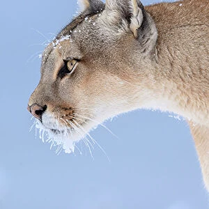 Puma (Puma concolor) female, with frozen whiskers, head portrait, Torres del Paine National Park / Estancia Laguna Armarga, Patagonia, Chile