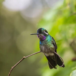 Hummingbirds Collection: Purple Throated Mountaingem