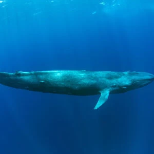 Pygmy blue whale (Balaenoptera musculus brevicauda) subspecies of blue whale, Mirissa