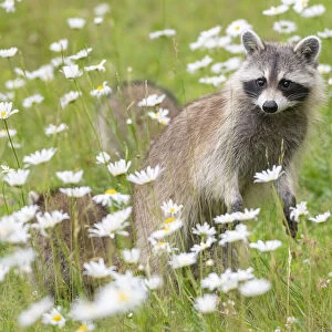Raccoon (Procyon lotor) female with cub among flowers, Acadia National Park, Maine, USA