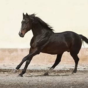 A rare East Bulgarian stallion cantering at the Kabiuk National Stud, Shumen, Bulgaria