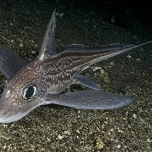 G Collection: Ghost Shark
