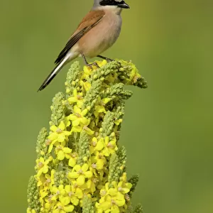 Shrikes Jigsaw Puzzle Collection: Red Backed Shrike