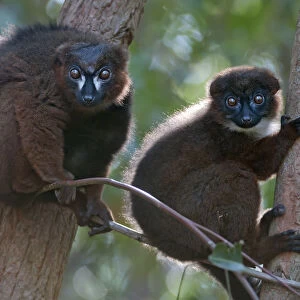 Red-bellied Lemur (Eulemur rubriventer) pair, Ialasatra, Madagascar