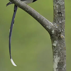 Crows And Jays Collection: Red Billed Blue Magpie