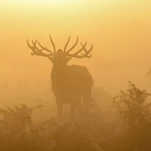 Red deer (Cervus elaphus) stag bellowing in mist at sunrise, rutting season, Bushy Park
