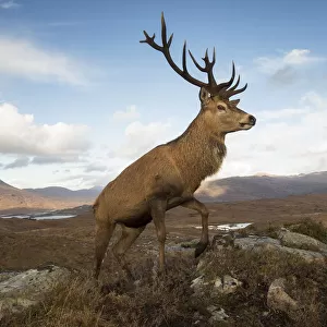 Red deer (Cervus elaphus) stag in upland landscape. Lochcarron, Highlands, Scotland, UK