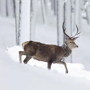 Red deer (Cervus elaphus) stag walking in snow covered pine forest, Cairngorms, Scotland