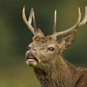 Red deer (Cervus elaphus) young stag tasting the air (flehmen response) Bradgate Park